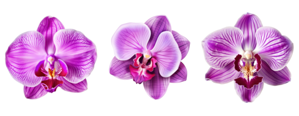 Set of orchid purple violet pink flower isolated on white background.