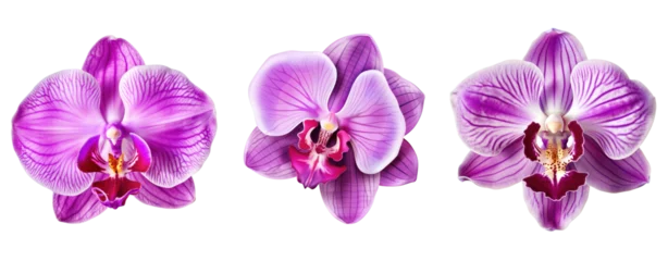 Plexiglas foto achterwand Set of orchid purple violet pink flower isolated on white background. © Jo