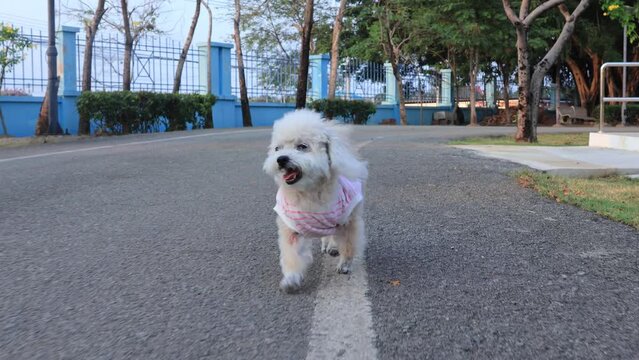 Camera movement follow dog running. Small dog who wears white stripe shirt is running on the road in the park.