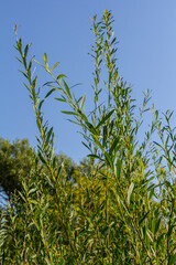 Salix purpurea purple willow or osier is a species of Salix native to most of Europe. Purple willow...