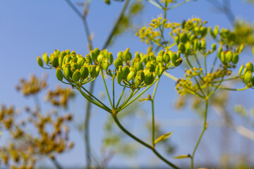 Pastinaca sativa subsp. urens, Pastinaca umbrosa, Apiaceae. Wild plant shot in summer