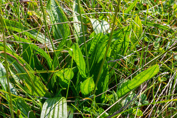 Ribwort plantain Plantago lanceolata. Medicinal plants in the garden