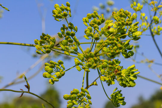 Pastinaca sativa subsp. urens, Pastinaca umbrosa, Apiaceae. Wild plant shot in summer