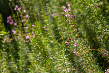Pink Flowering Chamerion Dodonaei Alpine Willowherb Plant