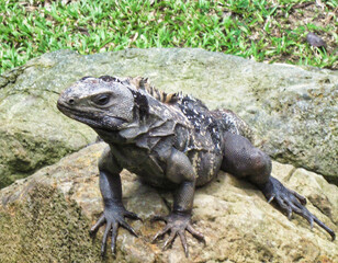 Black iguana in Roatan, Honduras. 