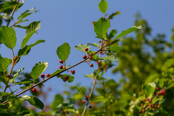 Branches of Frangula alnus with black and red berries. Fruits of Frangula alnus