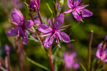 Obraz premium Pink Flowering Chamerion Dodonaei Alpine Willowherb Plant