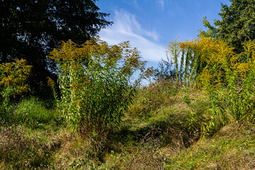 The wild flowers of Solidago altissima in autumn