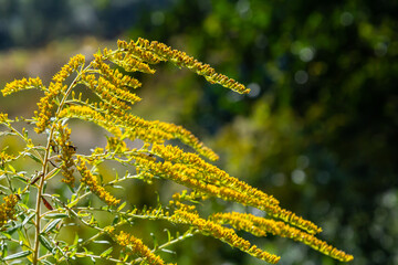 The wild flowers of Solidago altissima in autumn