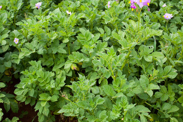 Close-up photograph of potato plant in the valleys of Huancayo in Peru. Plant and food concept