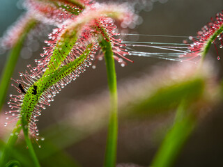 Nahaufnahme des Sonnentau