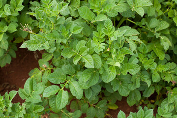 Close-up photograph of potato plant in the valleys of Huancayo in Peru. Plant and food concept
