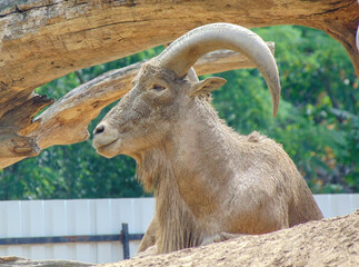 Barbary sheep (Ammotragus lervia) at the zoo
