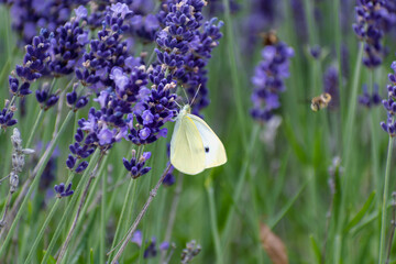 Cabbage white butterfly collecting pollen on lavender, pieris, lepidoptera
