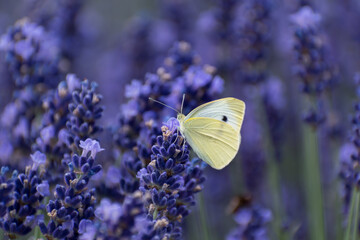 Cabbage white butterfly collecting pollen on lavender, pieris, lepidoptera