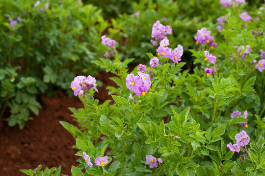 Close-up photograph of potato plant in the valleys of Huancayo in Peru. Plant and food concept