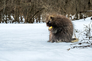 porcupine (north american, wild) sitting on it's haunchs in snow eating an apple clasped in its front claws in profile one eye visible shot on the niagra escarpment ontario canada march