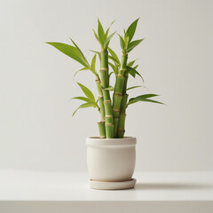 Lucky Bamboo in a white pot on a white background. ai generative