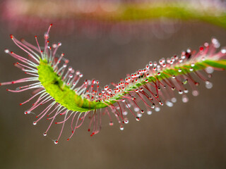 Nahaufnahme des Sonnentau