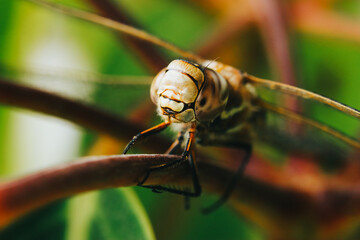 Macro photograph of a dragonfly on a plant. Insects and wildlife concept.