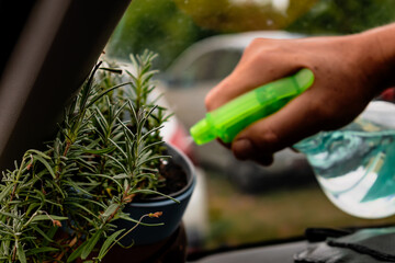 Man watering potted plants in a car interior, unique lifestyle, homemade decoration