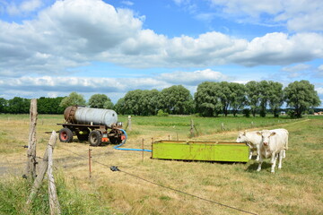 Landschaft bei Brielow mit Rinderherde