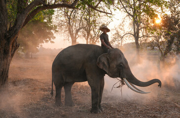 Asia Elephant in Thailand, Asia Elephants in surin . Elephant hometown , Thailand