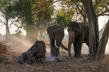 Obraz premium Asia Elephant in Thailand, Asia Elephants in surin . Elephant hometown , Thailand