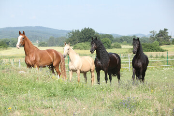 Nice friesian and Kinsky horses on pasturage