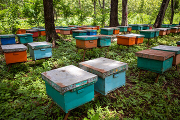 Colorful apiaries,  beehives in the Mahogany forest, in Gunung Kidul, Yogyakarta, Indonesia
