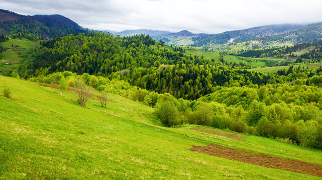 arable on the grassy hill. mountainous rural landscape of ukraine in spring. forested carpathian countryside on an overcast rainy day