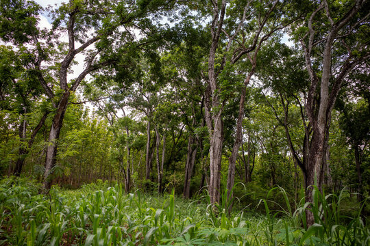 Mahogany tree, Swietenia macrophylla forest in Gunung Kidul, Yogyakarta, Indonesia