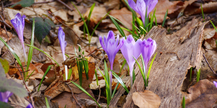 early violet crocus flowers blooming in the forest. closeup of natural environment. spring holiday greeting card background