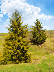 spruce tree on the grassy meadow. carpathian countryside landscape on a sunny day in spring with clouds on the sky