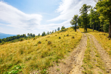 Fototapeta na wymiar country road through green hill near the beech forest. carpathian nature landscape in summer with a blue sky with fluffy clouds