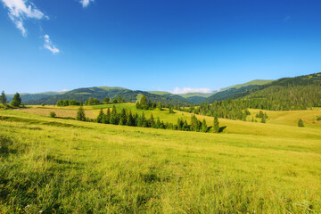 carpathian countryside scenery with grassy meadows and forested hill. mountainous rural landscape of ukraine in summer