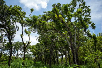 Mahogany tree, Swietenia macrophylla forest in Gunung Kidul, Yogyakarta, Indonesia