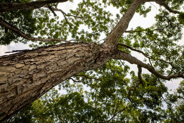 Obraz premium Mahogany tree, Swietenia macrophylla forest in Gunung Kidul, Yogyakarta, Indonesia