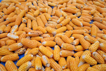Yelow dried corns, harvesting from the field in Kulon Progo, Yogyakarta, Indonesia