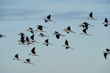 Southern Stilt, Himantopus melanurus in flight, Ansenuza National Park, Cordoba Province, Argentina