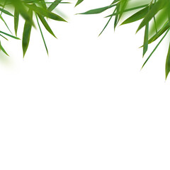 Bamboo green fresh leaves isolated. Floral border element universal