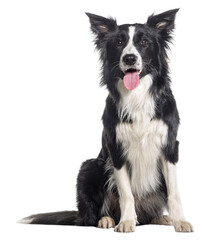 Young Black and white Panting Border collie sitting and looking at the camera, One year old, Isolated on white