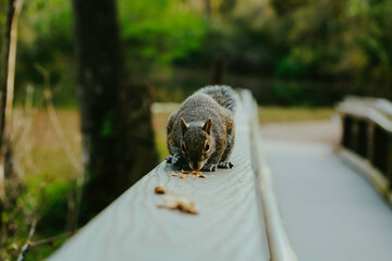 Squirrel eating nuts