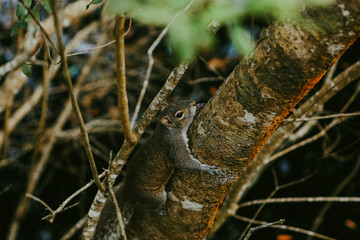 squirrell on a tree