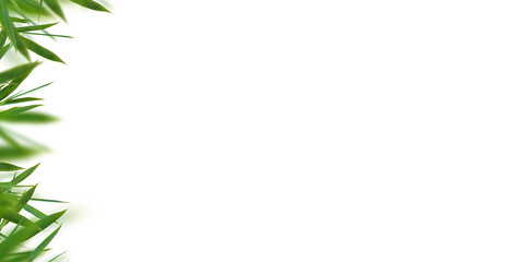 Obraz premium Bamboo fresh leaves isolated. Floral border element universal use