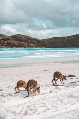 Lucky Bay kangaroos