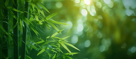 Rolgordijnen Sunbeams filter through dense bamboo leaves, casting a serene bokeh effect in the background, for desktop wallpaper. © NaphakStudio