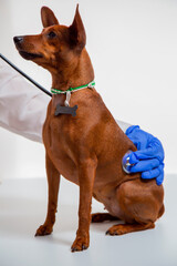 A pet in the vet clinic. The doctor's gloved hand holds a stethoscope. The doctor listens to the animal's breathing.