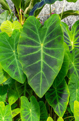 Taro, coco yam, or Eddoe (Colocasia esculenta) leaves