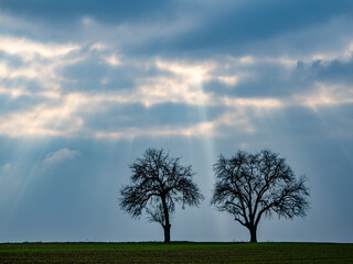 Obraz premium Bäume im Feld im Frühjahr